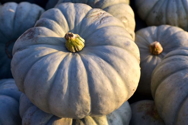 Гибрид Кроун Принцесс F1 — элитная тыква с голубой корой и контрастной оранжевой мякотью. Сочетает быстрый рост и изысканный вкус. Считается одной из самых вкусных в своем типе и часто используется в высокой кухне.