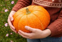 Какие тыквы точно стоит сажать? Самые вкусные и надёжные сорта