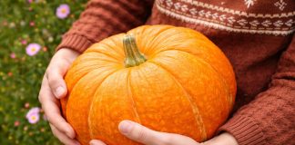 Какие тыквы точно стоит сажать? Самые вкусные и надёжные сорта