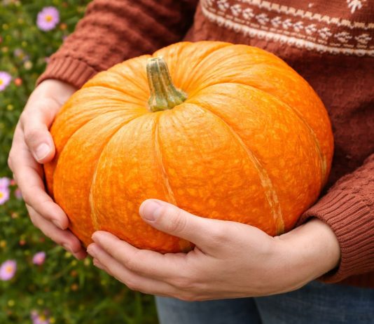 Какие тыквы точно стоит сажать? Самые вкусные и надёжные сорта - Сад и огород Какие тыквы точно стоит сажать? Самые вкусные и надёжные сорта