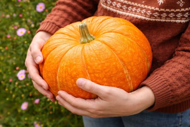 Какие тыквы точно стоит сажать? Самых вкусные и надёжные сорта Какие тыквы точно стоит сажать? Самых вкусные и надёжные сорта