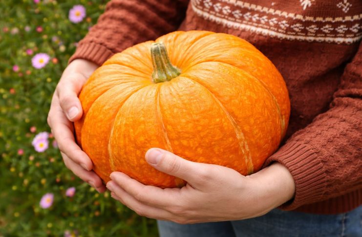 Какие тыквы точно стоит сажать? Самые вкусные и надёжные сорта