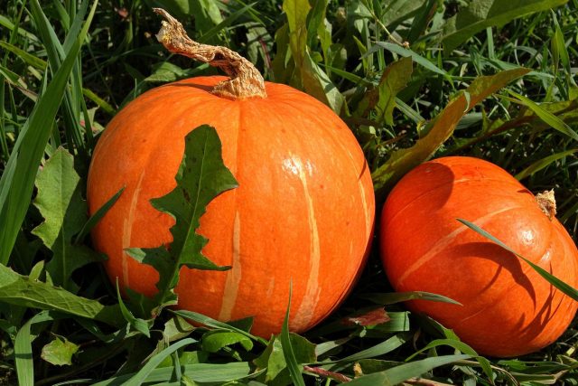 Компактная тыква Улыбка создана для небольших огородов и быстрого урожая без лишнего ухода. Небольшие яркие плоды удобно готовить целиком: эта тыква идеально подходит для запекания, каш и сезонных блюд, когда нужна порционна Компактная тыква Улыбка создана для небольших огородов и быстрого урожая без лишнего ухода. Небольшие яркие плоды удобно готовить целиком: эта тыква идеально подходит для запекания, каш и сезонных блюд, когда нужна порционная сладкая мякоть без хранения до весны.