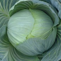 Капуста белокочанная Амагер 611