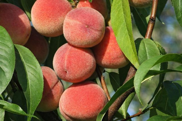 Киевский ранний — надёжный старт сезона: уже в конце июня дерево даёт сочные плоды с классическим сладко-кислым вкусом. Мякоть плотная, косточка отделяется хорошо, сорт подходит и для свежего стола, и для консервации.