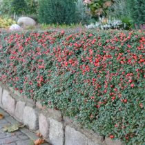 Кизильник горизонтальный