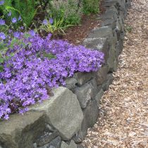 Колокольчик Портеншлага