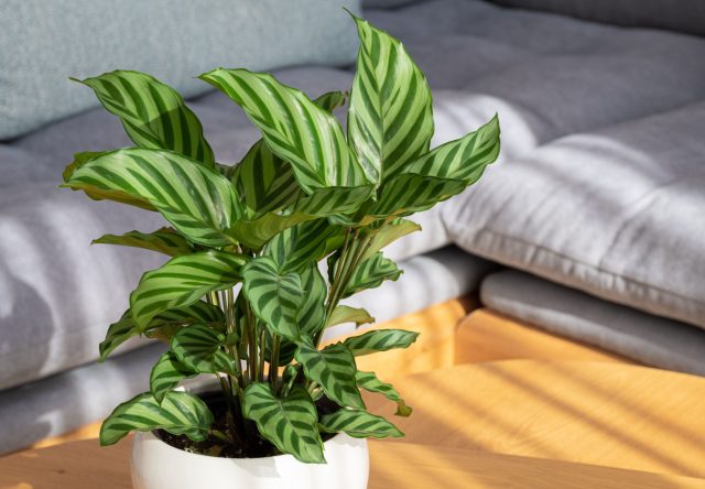 Калатея впечатляет узором листьев, но в квартире быстро теряет вид. Сухой воздух, жёсткая вода и малейшие перепады температуры приводят к подсыханию краёв, скручиванию и пятнам, даже при аккуратном уходе.