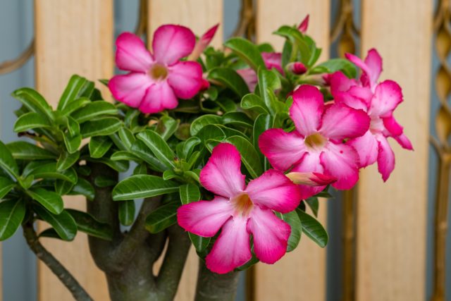 Адениум требует яркого света и строгого режима покоя зимой. Переувлажнение приводит к скрытому гниению каудекса, а недостаток света вызывает вытягивание и потерю компактной формы.