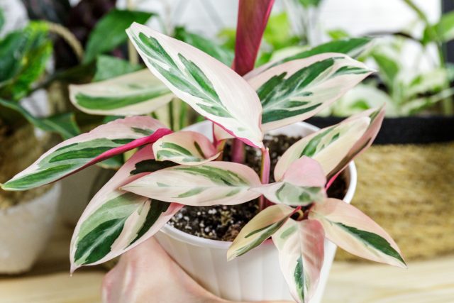 Строманта требует влажности выше 70 процентов и мягкой воды. В условиях квартиры листья остро реагируют на сухой воздух, перестановки и колебания температуры, быстро теряя цвет и подсыхая по краям.