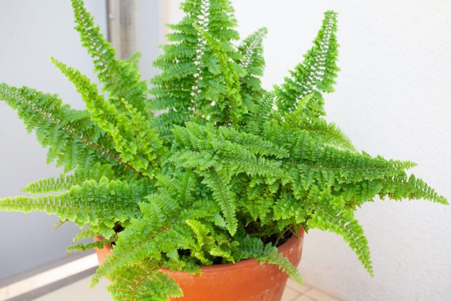 Нефролепис нуждается в постоянно высокой влажности воздуха и точном поливе. Пересушка быстро сушит вайи, а перелив приводит к гниению корней. В отопительный сезон растение почти всегда теряет декоративность.