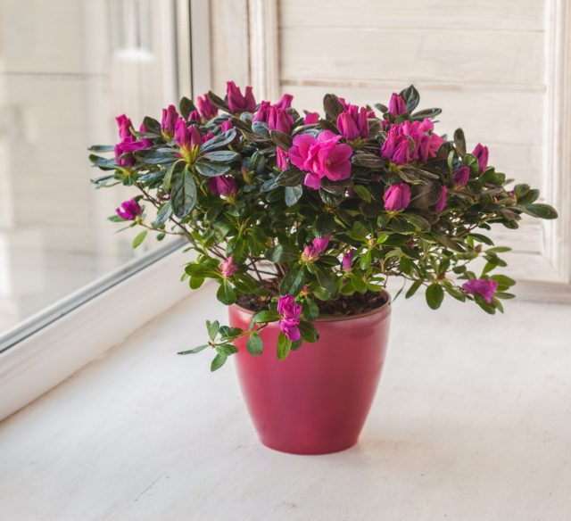 Азалия нуждается в прохладе, кислой почве и мягкой воде. В тёплой квартире бутоны опадают, листья сохнут, а ошибки в поливе быстро приводят к истощению и потере декоративности.