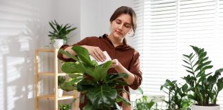 Комнатные растения, которые я вам не советую и чем их заменить