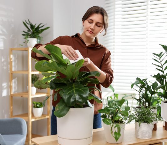 Комнатные растения, которые я вам не советую и чем их заменить