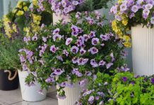 Контейнерное озеленение сада — пряные травы и яркие однолетники