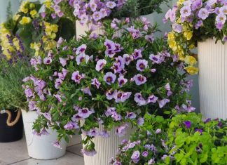 Контейнерное озеленение сада — пряные травы и яркие однолетники