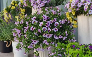 Контейнерное озеленение сада — пряные травы и яркие однолетники