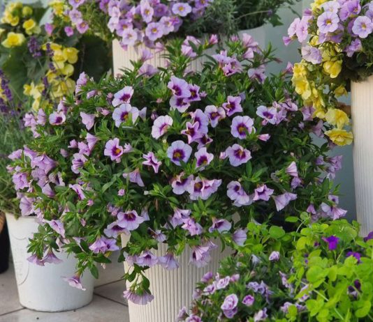 Контейнерное озеленение сада — пряные травы и яркие однолетники