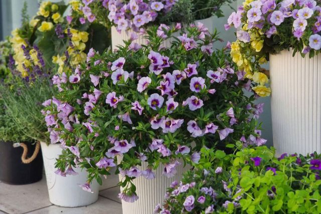 Контейнерное озеленение сада — пряные травы и яркие однолетники