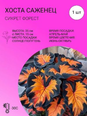 Хоста «Сикрет Форест». Пример этикетки Хоста «Сикрет Форест». Пример этикетки