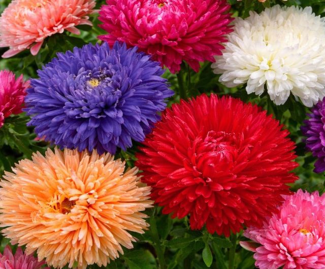 Крупные пионовидные цветки до 14 см with широкими плотно уложенными лепестками. При равномерном поливе соцветия остаются цельными, кусты мощные, подходят для акцентных посадок и букетов.