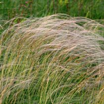 Ковыль Ковыль