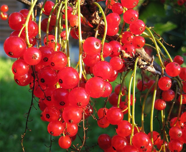 Голландская красная — Классика старых садов: высокий компактный куст и прозрачные ярко-красные ягоды с «жилками». Поздний сбор, стабильная отдача и хороший иммунитет, но возможны тля и клещ. В плодоношение входит не сразу.