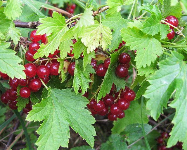 Натали — Один из лучших вариантов для Подмосковья: мощный куст и длинные кисти, ягоды густо-красные, красивые в компотах и варенье. Урожайность очень высокая при хорошем уходе, вкус гармоничный. В засуху в начале лета требует полива.
