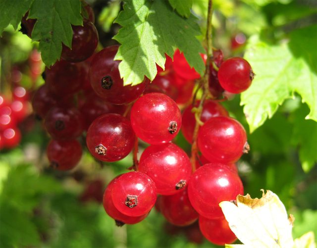 Ненаглядная. Белорусский сорт с крупными яркими ягодами и приятной кисло-сладкой подачей. Урожай высокий, куст крепкий и ровный, болезни цепляет редко. Витамина C немного меньше, зато вкус стабильный и «домашний».