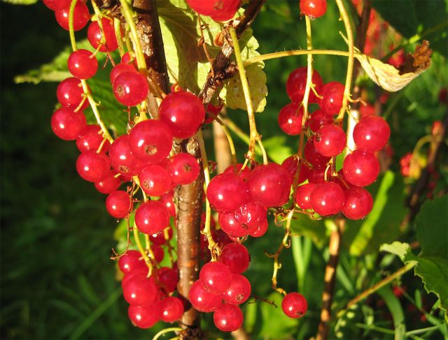 Нива. Современный сорт с мягкой мякотью и повышенным для красной смородины сахаром. Хорошая устойчивость к мучнистой росе и антракнозу. Но зимостойкость слабее: в морозные зимы лучше сажать в защищённом месте.