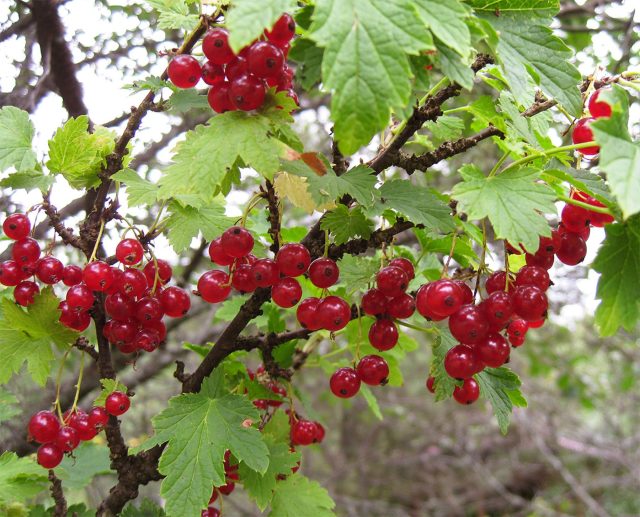 Ранняя сладкая — Ранний сорт с дружным созреванием и длинными кистями: ягоды долго висят и не осыпаются. Вкус яркий сладко-кислый, хорош для свежего сбора и быстрых заготовок. В сырое лето следите за болезнями.