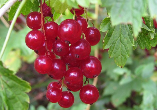 Рондом — Поздний голландский сорт с длинными плотными кистями и освежающим вкусом. Ценность — высокий витамин C, ягоды тёмно-красные и аккуратные. Урожайность в средней полосе бывает капризной, возможен антракноз.