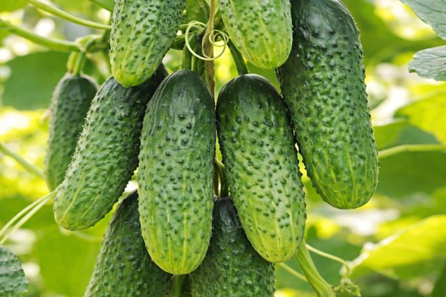 Кураж F1 — урожайный тепличный гибрид (40–45 дней) с 2–4 завязями в узле. Плоды 12–14 см, плотные, хрустящие, урожайность до 15–18 кг/м².