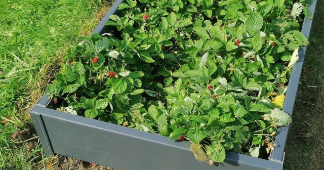 Сад и огород размещают на самом солнечном участке с плодородной почвой. Грядки лучше закладывать вдали от крупных деревьев, а плодовые культуры — высаживать отдельно от овощей.