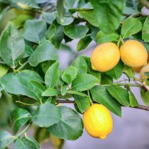 Лимон Мейера