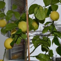 Лимон Павловский