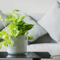 Сциндапсус золотистый Сциндапсус золотистый