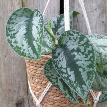 Сциндапсус пиктус Сциндапсус пиктус