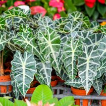 Алоказия Полли Алоказия Полли