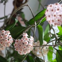 Хойя карноза Хойя карноза