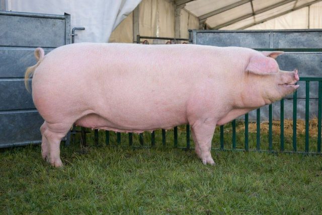 Классическая беконная порода с длинным туловищем и высоким выходом постного мяса. Быстро набирает вес и даёт длинную корейку, но требует качественного корма и стабильных условий содержания.