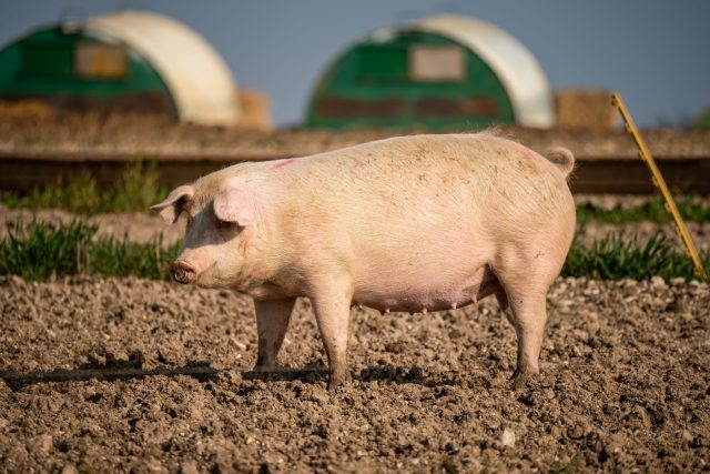 Крупная белая свинья с прямыми ушами и отличными материнскими качествами. Универсальна, неприхотлива и хорошо подходит для ЛПХ и начинающих фермеров.