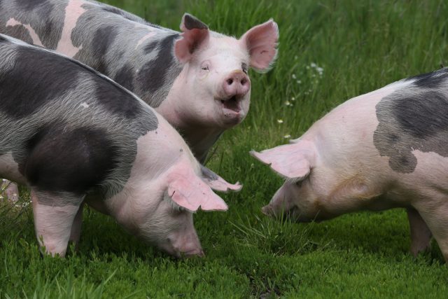 Крупная белая свинья с прямыми ушами и отличными материнскими качествами. Универсальна, неприхотлива и хорошо подходит для ЛПХ и начинающих фермеров.