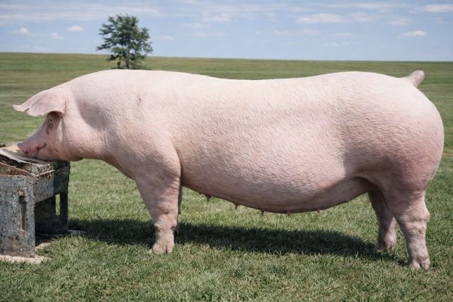 Беконная порода северного типа с длинным туловищем и хорошим выходом мяса. Более вынослива, чем ландрас, подходит для Северо-Запада и прохладных регионов.