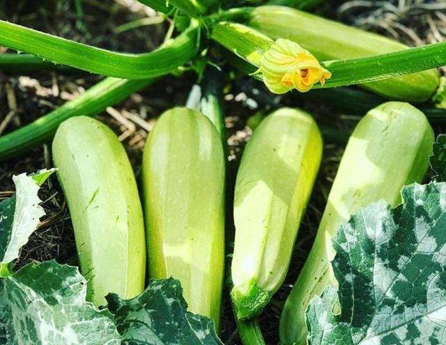 Партенокарпический гибрид, который завязывает плоды даже в холодную весну. Компактный куст и выровненные светло-зелёные кабачки позволяют получать стабильный ранний урожай без зависимости от погоды и насекомых.