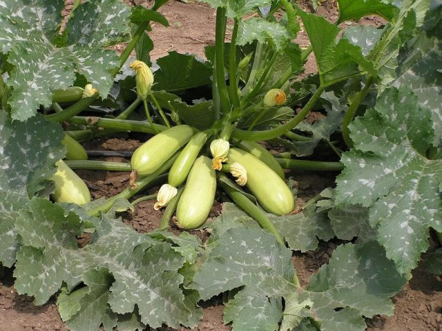 Надёжный ранний гибрид для прохладных регионов. Быстро входит в плодоношение, не боится температурных качелей и долго сохраняет нежную кожицу даже при задержке сбора.