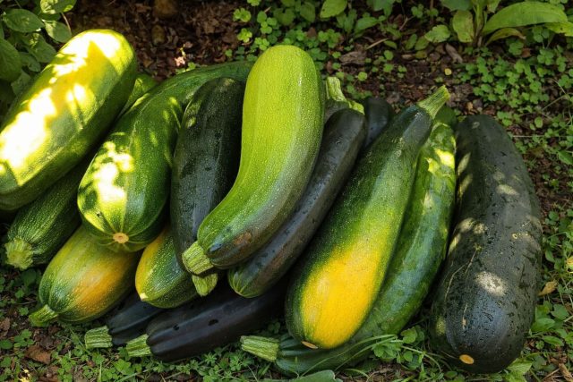 Отечественный компактный сорт для небольших грядок. Тёмно-зелёные цилиндрические плоды формируются рано, куст не расползается и не требует сложного ухода.