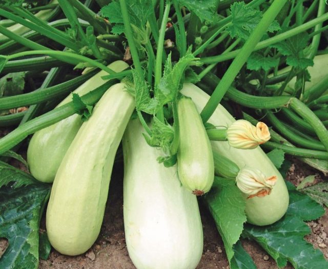 Неприхотливый сорт со светлой нежной мякотью. Компактный куст и дружная отдача урожая делают его удобным вариантом для раннего сбора под временными укрытиями.