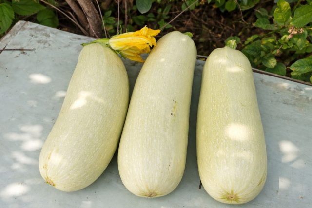 Старый, но надёжный сорт для регионов с холодной весной. Хорошо переносит перепады температур и не сбрасывает завязи при похолоданиях.