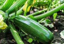 Лучшие сорта кабачков для раннего урожая